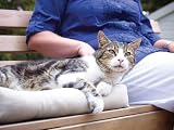 PetSafe Petporte Smart Flap Microchip Cat Flap Wall & Door Mount Compatible view 3