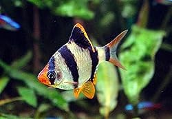 Pair of Tiger Barbs 