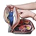 Shoe Bag Travel Organizer, BUBM Shoe storage/ Shoe Cube-Portable Waterproof Shoe Bags Organizer for Travel, Workout, Dancing, Gym