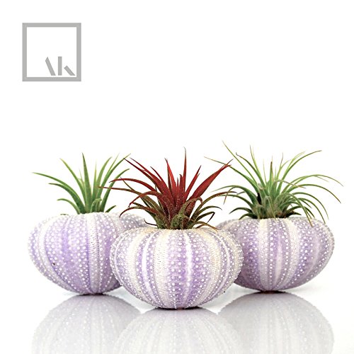 large planter pots indoor Brushed Stainless Steel Planter - XXL - 31" diam. x 24" ht. - Knox Mod Design - Heavy Duty, Round Planter Pot, Metal, Indoor/Outdoor