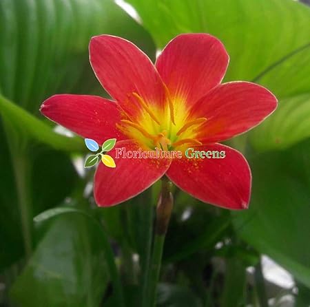 Floriculture Greens Imp. Rain lily / Zephyranthes Saffron Flower Bulbs For Home Gardening Planting (Maroon, Pack Of 10 Bulbs)