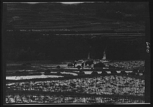 HistoricalFindings Photo: Travel views,pice paddies,farming,agriculture,fields,Japan,Korea,A Genthe,1908