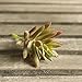 Supla 9 Pcs faux succulents unpotted Vinyl Artificial Succulent Galanthus Cactus Plants Artificial Plants 3 Colors fake succulents Flower Arrangement Craft Making