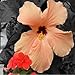 WHITE PEACH & HIBISCUS FRAGRANCE OIL - 2 OZ - FOR CANDLE & SOAP MAKING BY VIRGINIA CANDLE SUPPLY - FREE S&H IN USA