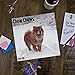 Chow Chow 2019 16 Month Wall Calendar 12 x 12 Inches