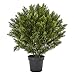 Nearly Natural 6881 3â€™ Cedar Artificial Bush (Indoor/Outdoor),Green