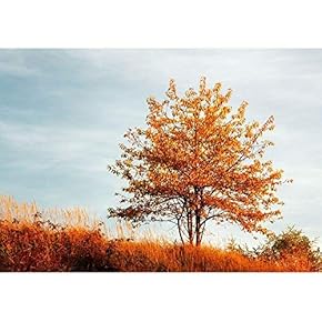 Autumn Landscape - Removable Wall Mural | Self-Adhesive Large Wallpaper - 66x96 inches