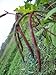 David's Garden Seeds Cowpea Pinkeye Purple Hull SL372 (Purple) 100 Organic Seeds