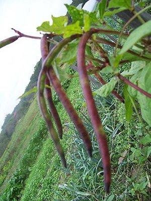 David's Garden Seeds Cowpea Pinkeye Purple Hull SL372 (Purple) 100 Organic Seeds David's Garden Seeds Cowpea Pinkeye Purple Hull SL372 (Purple) 100 Organic Seeds