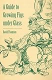 A Guide to Growing Figs under Glass