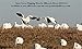 Sillosocks Flapping Snow Goose Decoy, White