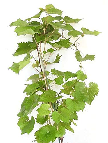 Vanessa Grape Vines - Red Seedless Grapes - 2 yr Old Healthy Bare Root Plants-3 pack - Thumbnail 2