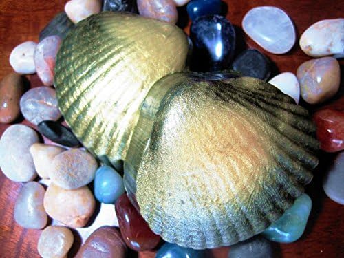 SoapRiser Shell Shaped Natural Bar Soap with Spirulina