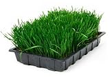 Todd's Seeds - Hard Red Wheatgrass - 5 Lb's