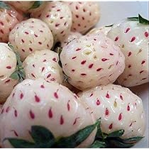 Red Climbing Strawberry Seeds Fruit Seeds for Home & Garden