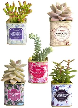 5 Piece Vintage Tea Tin Set for Succulent or Air Plant Planter