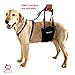 GINGERLEAD Dog Rear Support Sling Harness, M/LG Unisex with Cutout Fits Male & Female Dogs. Padded Hip Lifting Aid Helps Old Pets Walk, K9s Recover from TPLO Surgery. Integrated Leash. Made in U.S.A.