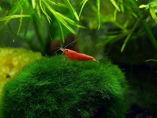 1 Giant Marimo Moss Balls XL Size -2 inches. Great as aquarium decor, craft , etc. (By Kazen Aquatic) BEST price & low shipping cost!