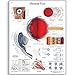 3B Scientific VR1226L Glossy Laminated Paper Human Eye Anatomical Chart, Poster Size 20