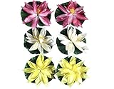 Noble Wolf Floating Pond Decor Decoration Lily Flowers Plants Water Lillies