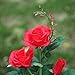 XLUX Outdoor Solar Powered Rose Lights Flower Stake, for Garden Patio Yard Christmas Pathway Decoration, Red