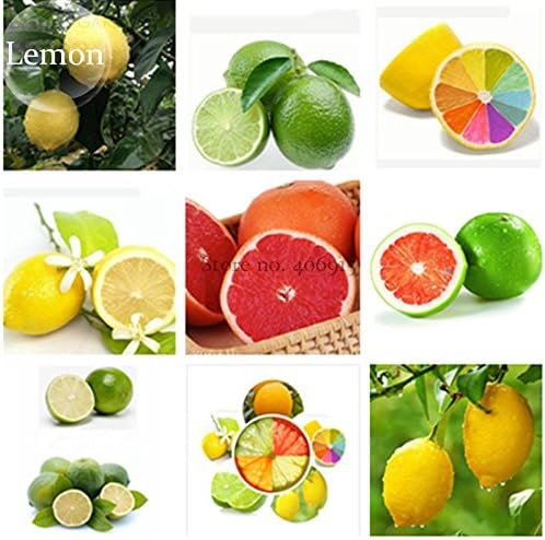 2018 Hot Sale Rare Heirloom Mixed 9 Types of Lemon Tree, 20 Seeds, Indoor Outdoor Planting Available E3789