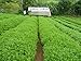 WHOLE DRIED STEVIA LEAVES, Green Stevia Leaf (2oz.) (56.82 grams.) 100% Natural from South America. 