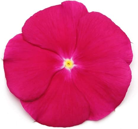 Amazon 国華園 種 花たね 日々草 クランベリー 1袋 粒 21年春商品 花