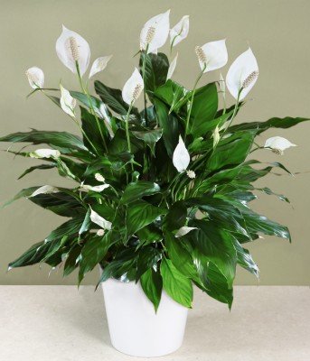 (Spathiphyllum) Peace Lily 25 Seeds Indoor Air Purification Plant for Home or Office
