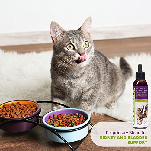 4 UroMAXX+Urinary+Kidney+Bladder+Formula