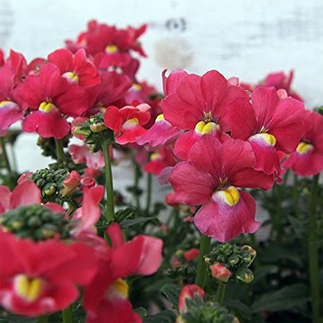 Amazon Co Jp ネメシア メーテル サーモンピンク11ｃｍポット 2株セット 芳香も楽しめる色鮮やかな花 ホーム キッチン