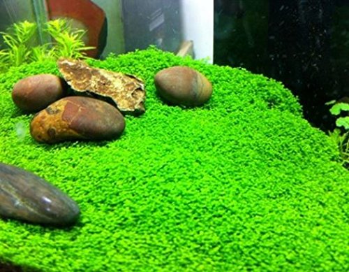Mainam (3-Cup) Dwarf Baby Tears Carpet Imported Direct from Grower Live Aquarium Plants Tissue Culture for Freshwater Aquatic Plant Tank - Thumbnail 2