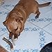 Deer Valley Dog Chews (Tiny 6 Pack, 4-6 Inches) - Premium Deer Antler for Small Dogs - Ideal Size for Puppies - Sourced in The USA
