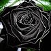 100Pcs Mysterious Rare Black Rose Flower Plant Seeds Beautiful Black Rose