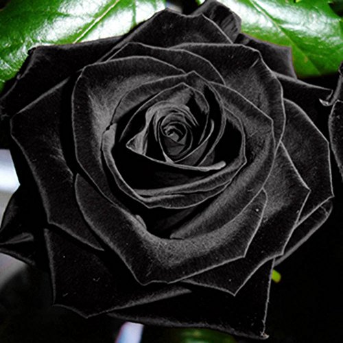 100Pcs Mysterious Rare Black Rose Flower Plant Seeds Beautiful Black Rose