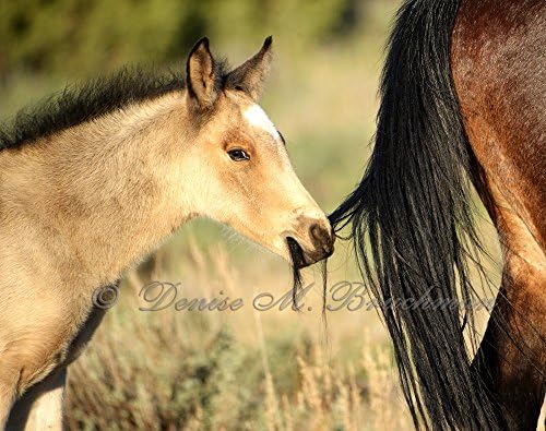 Hanging onto Mom Wild Mustang Foal and Mother Fine Art Photograph - Wild Horses Photos - Baby Animal Prints - Wild Mustangs - Wild Horses