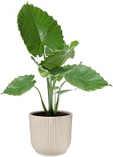 elho Vibes Fold Round 40 Large Plant Pot 100% Recycled Plastic White view 9