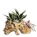 NCYP Artificial Twisted Driftwood Planter Resin Tree Toot Flower Pot Large Sculpture Succulent Air Plants Multilayer Irregular Hallow Out Holder for Decoration 13 X 5.5 X 7 Inches (No Plants)