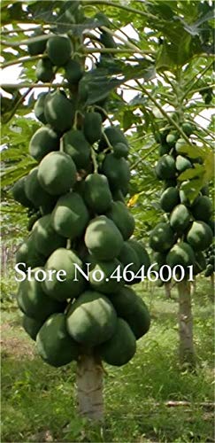 100 Pcs Sweet Maradol Papaya Seeds Outdoor Edible Tropical Juicy Jardin Fruit Heirloom Organic Garden Dwarf Fruit Seeds Seeds : 5