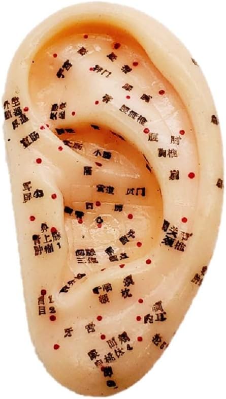 Amazon 耳つぼ 模型 耳つぼマッサージ 体系的に覚える ツボグッズ 耳裏マッサージ みみつぼ 反射区 表記 鍼灸 練習用 資格用 マネキン 試験 講習用 講習 先生 授業 検定 実技 勉強 シリコン 学校 ノーブランド品 マッサージ ツボ押しグッズ