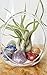 Chakra Crystal Healing Air Plant Terrarium Kit / 7.5