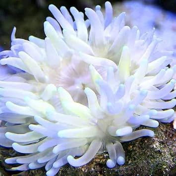 Amazon 海水魚 ロングテンタクルアネモネ おまかせカラー ｓｓサイズ １匹 無脊椎動物 北海道 九州 沖縄航空便要保温 Charm チャーム 観賞魚 水中生物 通販