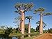 Baobob Tree 8 Seeds - Monkey Bread Tree - Adamsonia