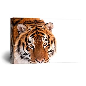 Canvas Wall Art - Tiger on White Background - Giclee Print Gallery Wrap Modern Home Art Ready to Hang - 12x18 inches