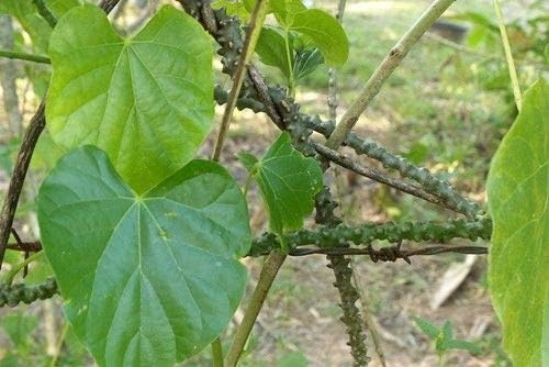 AGROBITS New!! 1Cutting 5" Tinospora Cordifolia Heart Leaved Moonseed Thailand