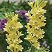 Tuberose Bulb Yellow Baby, Single Form - Luscious Fragrance! Tuberose Flower Bulb Ships from USA