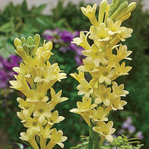 Tuberose Bulb Yellow Baby, Single Form - Luscious Fragrance! Tuberose Flower Bulb Ships from USA Tuberose Bulb Yellow Baby, Single Form - Luscious Fragrance! Tuberose Flower Bulb Ships from USA