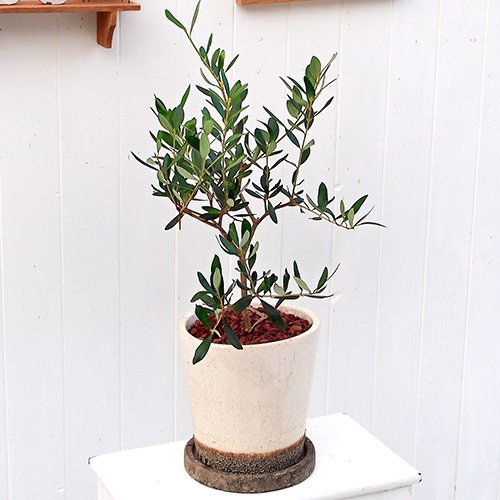 観葉植物 オリーブ インテリアグリーン 日比谷花壇 B01n9jueib Era Glass Com