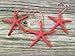 Starfish Christmas Tree Ornaments (Coral)