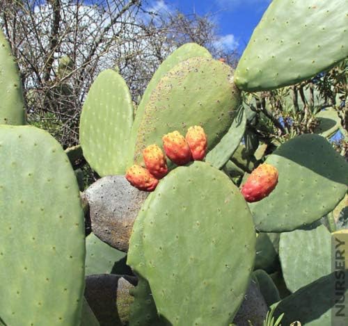 Amazon Com 1 Rooted Opuntia Ficus Indica Indian Fig Cactus Live